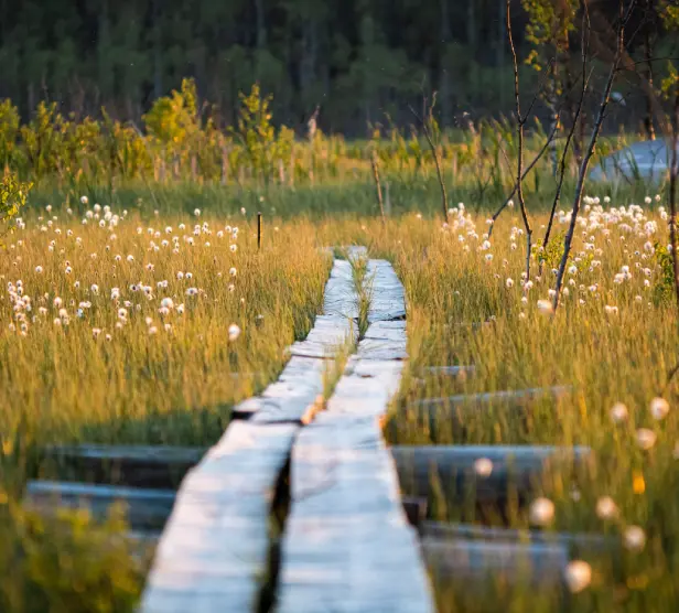 Wooden path through field with wildflowers.