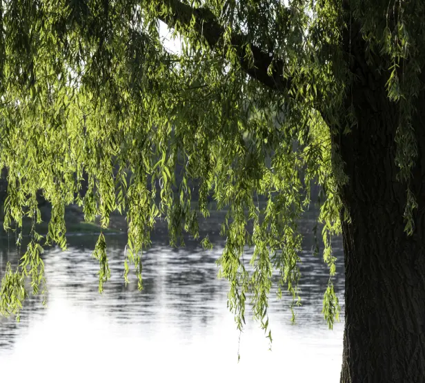 Willow tree by a calm riverside.