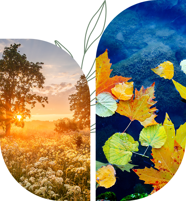 Sunset and autumn leaves in split image.