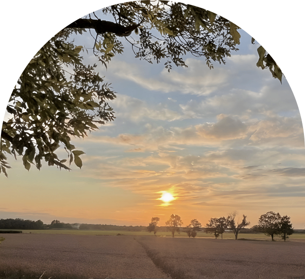 Sunset over a rural landscape, silhouetted trees.