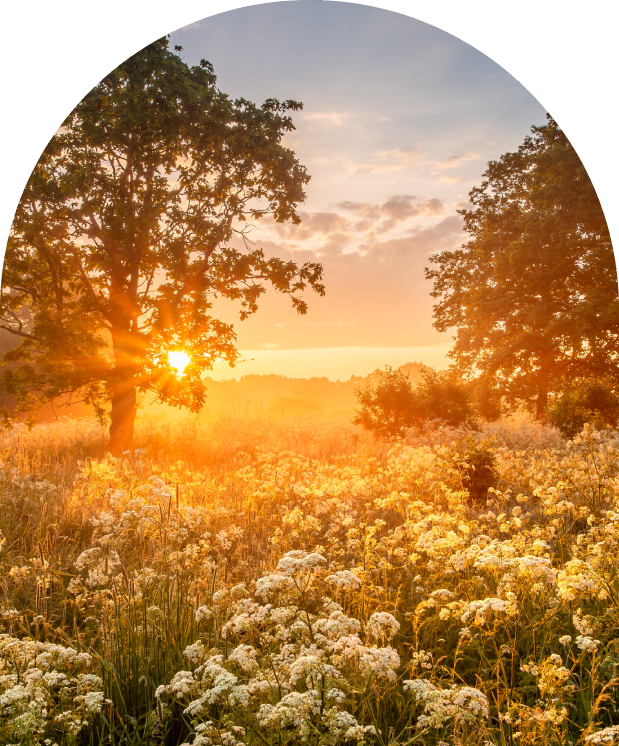 A field of flowers with the sun setting in the background.