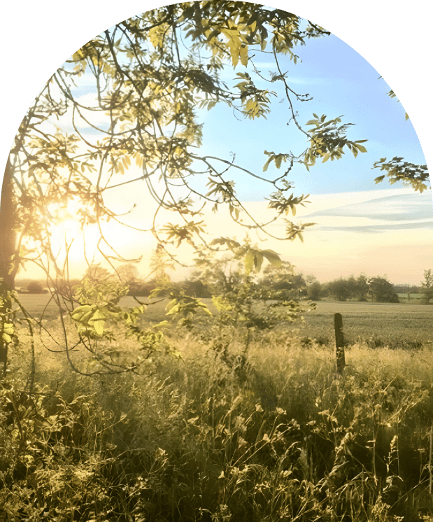 Sunlit meadow with trees and grassy field.
